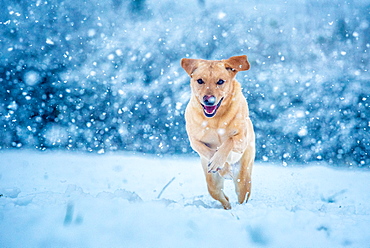 Golden Labrador running through the snow, United Kingdom, Europe