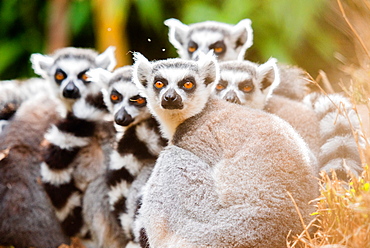 Ring-tailed lemurs, Madagascar, Africa