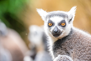 Ring-tailed lemurs, Madagascar, Africa