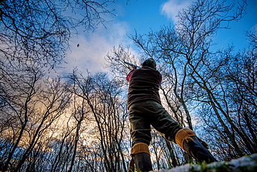 Gun standing amongst trees at sunset aiming at a pheasant, United Kingdom, Europe