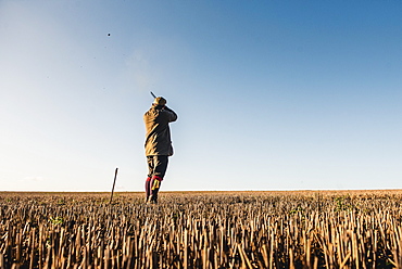 Gun standing in an open field shooting at pheasants flying past, United Kingdom, Europe