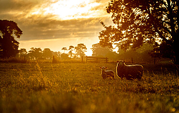 Back-lit silhouettes of Sheep and Spring Lambs, United Kingdom, Europe