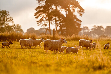 Back-lit silhouettes of Sheep and Spring Lambs, United Kingdom, Europe