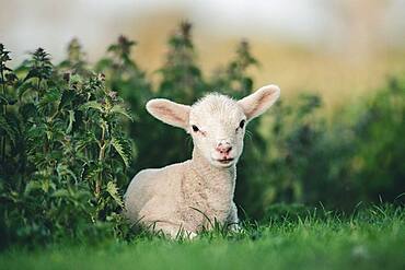 Young Spring Lamb lying in a field, Oxfordshire, England, United Kingdom, Europe