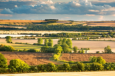 Wittenham Clumps, Thames Valley, Oxfordshire, England, United Kingdom, Europe