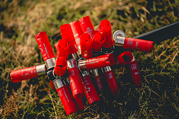 empty red shotgun cartridges on a magnetic stick on a pheasant shoot in UK