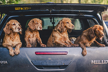 cock and springer spaniel gun dogs in a shoot bus/pickup on a pheasant shoot in UK