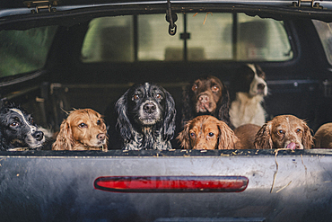 cock and springer spaniel gun dogs in a shoot bus/pickup on a pheasant shoot in UK