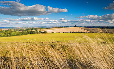 Wittenham Clumps, Thames Valley, Oxfordshire, England, United Kingdom, Europe