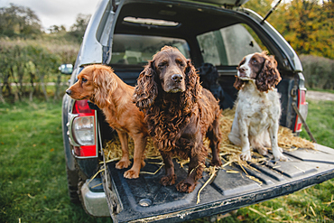 Cocker and Springer Spaniel gun dogs on the back of a pick up on a pheasant shoot in UK