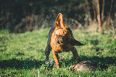 Red Labrador gun Dog shaking with a cock pheasant at a pheasant shoot in the UK