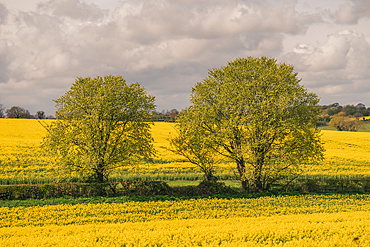 Rapeseed Field in Northamptonshire