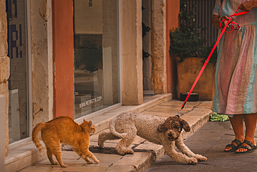 Dog and cat fight in streets of Corfu Town