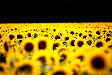 Sunflowers (Helianthus), Chillac, Charente, France, Europe