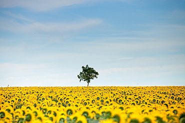 Sunflowers (Helianthus), Chillac, Charente, France, Europe