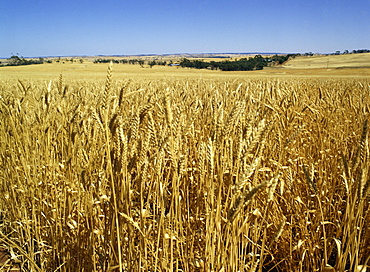 Vast fields of ripening wheat, near Northam, West Australia, Australia, Pacific