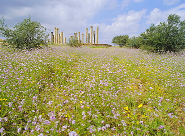 Spring flowers in foreground and columns of the 7th/8th century basilica at ancient Abila, a city of the Roman 'Decapolis', north of Irbid, Jordan