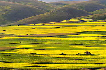 Flowering lentils on the Piano Grande, Monte Sibillini National Park, Umbria, Italy, Europe