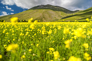 Flowering lentils on the Piano Grande, Monte Sibillini National Park, Umbria, Italy, Europe