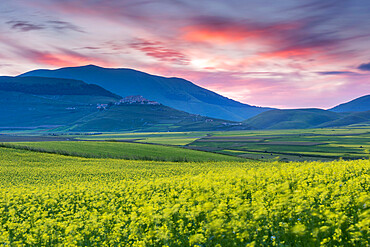 Flowering lentils on the Piano Grande, looking towards Castelluccio di Norcia, sunset, Monte Sibillini, Umbria, Italy, Europe