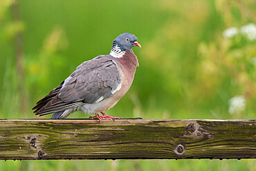 Wood pigeon (Columba palumbus), perched on fence, Kent, England, United Kingdom, Europe