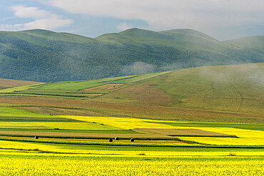 Fields of flowering lentils on the Piano Grande, Monti Sibillini National Park, Perigua District, Umbria, Italy, Europe