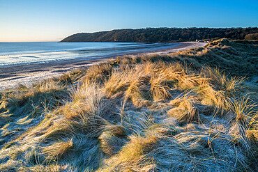 Sand dunes and frost, Oxwich Bay, Gower Peninsula, South Wales, United Kingdom, Europe