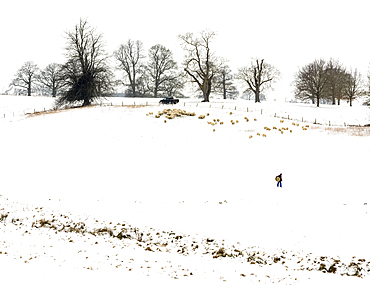 Farmer carrying hay, with sheep, in snow covered field, Kent, England, United Kingdom, Europe