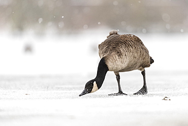 Canada goose (Branta canadensis) on snow covered frozen lake, Kent, England, United Kingdom, Europe