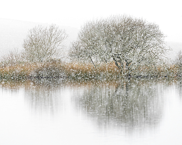 Hawthorn and snowfall, Broad Pool, Gower, South Wales, United Kingdom, Europe