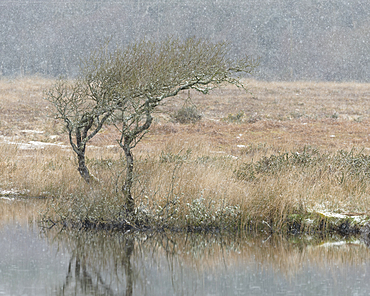 Hawthorn and snowfall, Broad Pool, Gower, South Wales, United Kingdom, Europe