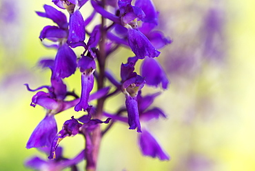 Early-purple orchid (Orchis mascula), close-up of flower, Kent, England, United Kingdom, Europe