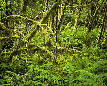 Hoh Rainforest, Olympic National Park, UNESCO World Heritage Site, Washington State, United States of America, North America