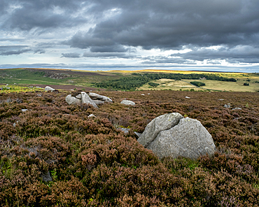 Rock and heather moorland, Surprise View, Peak District National Park, Derbyshire, England, United Kingdom, Europe