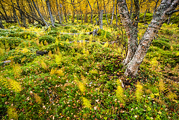 Wood horsetail (Equisetum sylvaticum) in a Norwegian forest, Skibotn, Lapland, Norway, Scandinavia, Europe