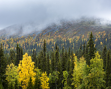 Silver birch (Betula pendula) and spruce in autumn colour, Muonio, Lapland, Finland, Europe