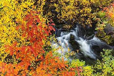 Mountain ash (Sorbus aucuparia) and silver birch {Betula pendula), and fast flowing stream, autumn colour, Ruska, Muonio, Lapland, Finland, Europe