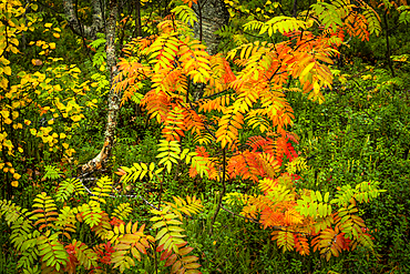 Rowan tree (Sorbus aucuparia) in autumn colour, Ruska, Muonio, Lapland, Finland, Europe