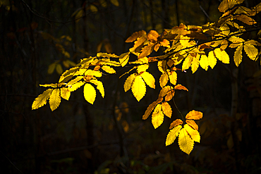 Sweet chestnut (Castanea sativa), leaves, autumn colour, Kent, England, United Kingdom, Europe