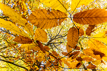 Sweet chestnut (Castanea sativa), leaves, and common oak tree (Quercus robur), autumn colour, Kent, England, United Kingdom, Europe