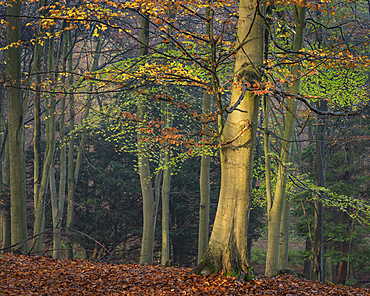 Common beech (Fagus sylvatica) trees, autumn colour, King's Wood, Challock, Kent, England, United Kingdom, Europe