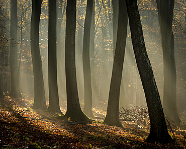 Common beech (Fagus sylvatica) trees, morning sunlight, autumn colour, King's Wood, Challock, Kent, England, United Kingdom, Europe