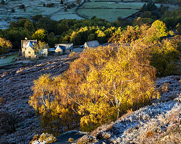 Farm house and silver birch tree on a frosty morning in autumn, Peak District National Park, Derbyshire, England, United Kingdom, Europe