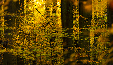 Common beech trees (Fagus sylvatica), autumn colour, Kent, England, United Kingdom, Europe