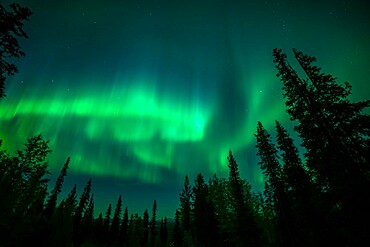 Aurora borealis (Northern Lights) over coniferous forest, Muonio, Lapland, Finland, Europe