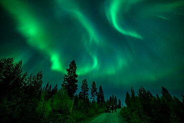 Photographers taking pictures of aurora borealis (Northern Lights) over coniferous forest, Muonio, Lapland, Finland, Europe