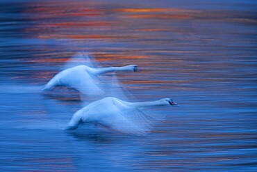 Mute swan (Cygnus olor), at dawn, in flight over the River Vltava, Prague, Czech Republic, Europe