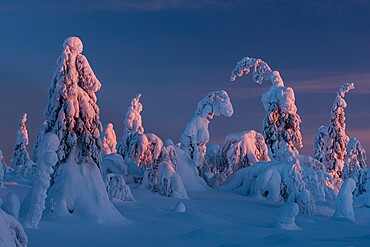 Snow covered winter landscape at sunset, tykky, Kuntivaara Fell, Kuusamo, Finland, Europe