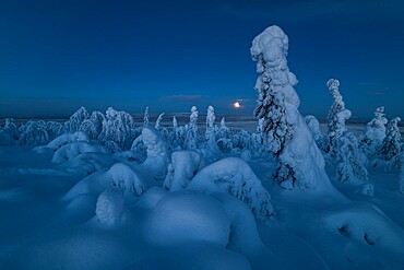 Full moon rising over a snow covered winter landscape, tykky, looking across Russia from Kuntivaara Fell, Kuusamo, Finland, Europe