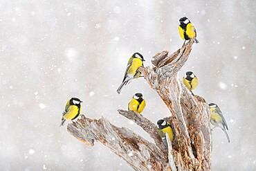 Great tit (Parus major) group, in snowfall, Kuusamo, Finland, Europe